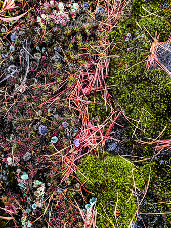 vertical vegetative autumn forest background of mosses, lichens and fallen larch leaves with copy space. Mobile photo, abstract, poster designの写真素材
