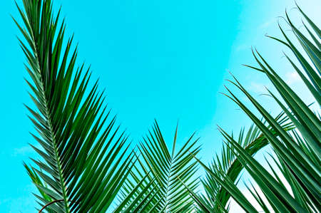 Palm leaves against blue sky. Summer tropical natural plant background. Poster design, wallpaper, palm coconut tree, copy space, botanicalの写真素材