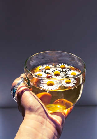 Female hand holding glass cup with chamomile tea and chamomile flowers inside against blue purple background in bright sunlight. Herbal healthy drinks, alternative medicine, womens health conceptの写真素材