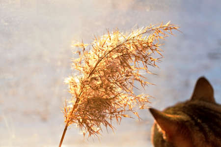 mackerel tabby cat cat looking at dry fluffy reed twig in sunny day, selective focus, Abstract natural background. Phragmites australis, cane seeds, minimalの写真素材