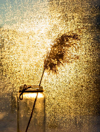 glass vase with dry fluffy twig of pampas grass or common reed in gold bright bokeh light. Abstract background, minimalism, floral home interiorの写真素材