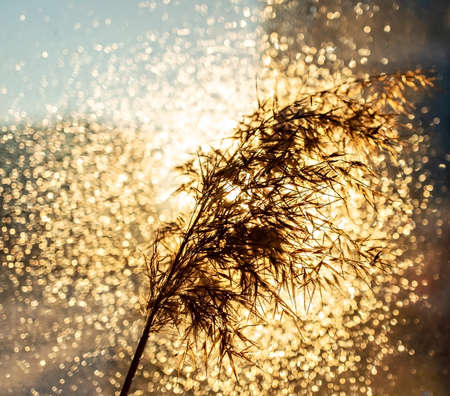 dry fluffy twig of pampas grass or common reed in gold bright bokeh light. Abstract background, minimalism, floral home interiorの写真素材