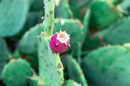 Red cactus fruit close up. Prickly pear, Opuntia. Natural plant background, copy space, botanical
