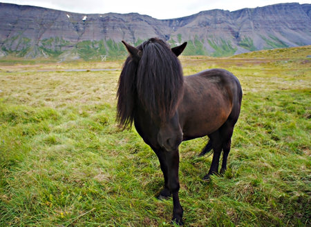 Dark brown Icelandic horse with fluffy black forelock and mane standing on green grass against the background of mountains, horse close-up portrait, landscape. Animal themes, domestic animalsの写真素材