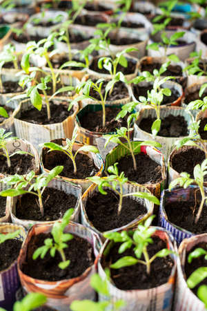 Seedlings of tomatoes and peppers in hand made paper cups from old newspapers on window, growth and development of plants, growing vegetables, eco concept, eco friendly, zero waste, gardening, sproutsの写真素材