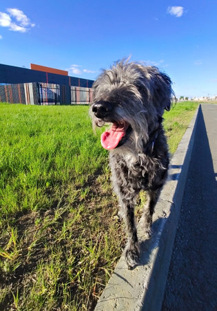 Cute gray shaggy bearded dog with open mouth on green grass in sunny day. Walking the dog and taking...