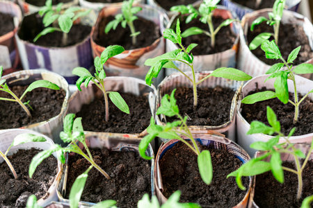 Seedlings of tomatoes and peppers in hand made paper cups from old newspapers on window, growth and development of plants, growing vegetables, eco concept, eco friendly, zero waste, gardening, sproutsの写真素材