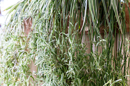 Home potted spider plant Chlorophytum close-up, airplane plant, Chlorophytum comosum, botany, botanical gardenの写真素材