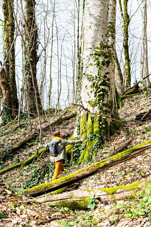 Young woman with backpack from behind is touching and looking at huge tree covered with moss in spring forest of caucasus, real people, digital detox, alone in nature, active lifestyle, hikingの写真素材