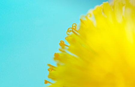 Yellow dandelion close-up on blue background, pistils and pollen, floral background copy space,...