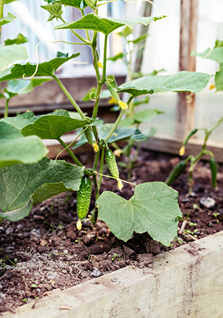Green young cucumber plants growing in greenhouse, organic agriculture, farm, harvest, horticulture
