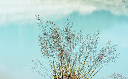 Dry herbal plant or reed grass on a background of light blue water and clouds reflected in it...