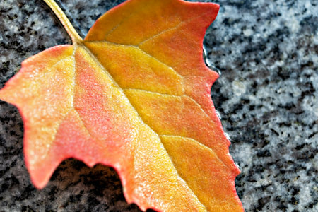 Fallen autumn yellow orange red wet leaf close up on gray stone background fall season, beauty in natureの写真素材