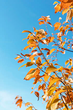 Autumn plant background with apple tree branches with yellow leaves against blue sky copy space fall season, beauty in nature botanicalの写真素材