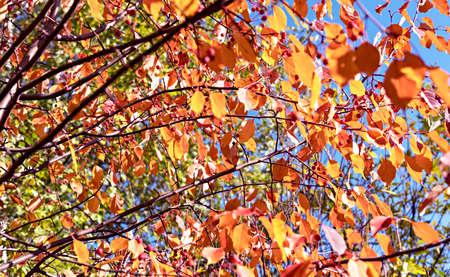 Autumn plant background with apple tree branches with yellow red leaves small berries against blue sky copy space fall season, beauty in nature botanicalの写真素材