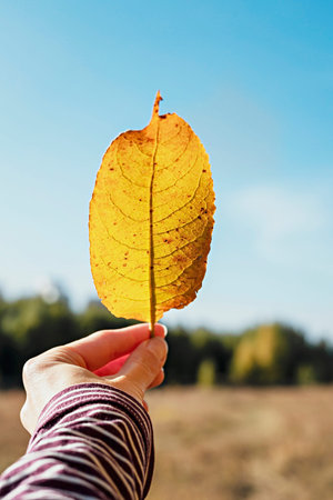 Yellow autumn fallen leaf in a female hand close-up against the background of the forest and the...