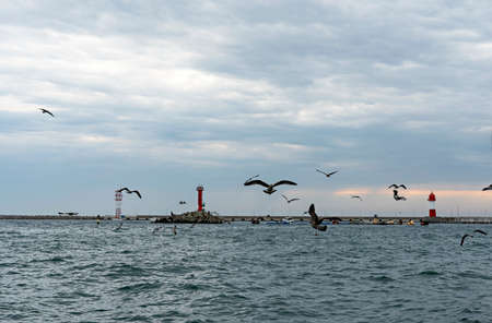 Seascape with seagulls circling over the sea, red lighthouse and cloudy rain sky, copy space natural background, flight of flock of birdslandscape selective focusの写真素材