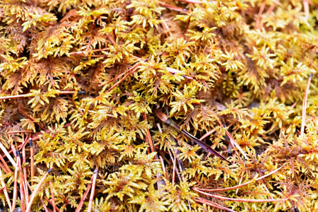 botanical plant background with autumn sphagnum moss in forest close-up copy space beauty in natureの写真素材