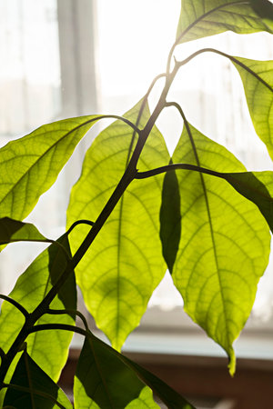 Green leaves of home potted avocado plant in sunlight against window white background light...