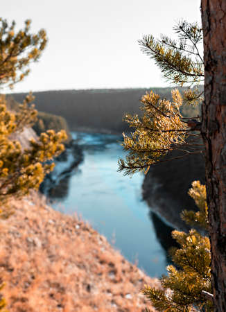 Autumn view of the river with cliffs in the yellow dry grass coniferous forest and a branch of pine tree close-up, landscape beauty in nature selective focusの写真素材