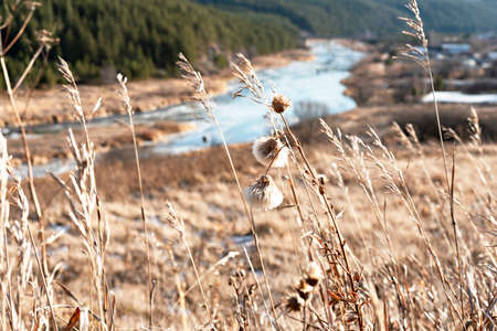 view of dry autumn plants and grass against river and forest , landscape beauty in nature, neutral beige colors earth tones selective focusの写真素材