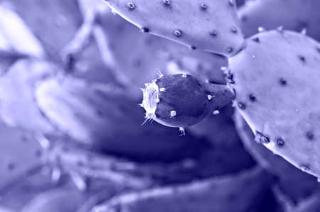 purple violet cactus fruit close up. Prickly pear, Opuntia. Natural background in trendy Colors of the year 2022 very periの写真素材