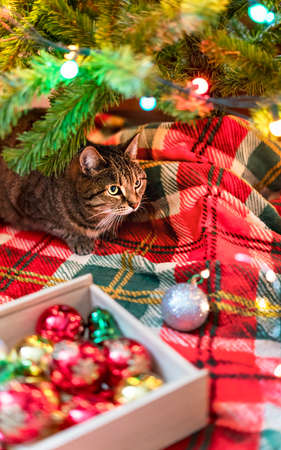 Mackerel Tabby striped cat sitting by Christmas tree decorated with balls and garland ligths on red blanket Chinese New Year holidays decorations selective focusの写真素材