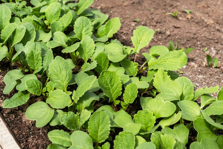 young radish seedlings growing in soil in garden bed organic gardening and farming concept healthy...