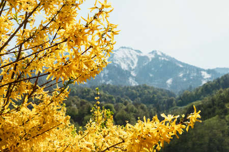 spring or summer landscape flowering plant with yellow forsythia flowers against snow capped mountain peaks and blue sky beauty in natureの写真素材