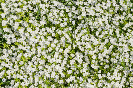 summer floral background with green grass and small white wflowers slender speedwell, creeping speedwell or and whetzel weed, Veronica filiformis botanical top view selective focusの写真素材