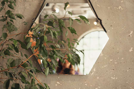 Home potted plant ficus benjamina and its reflection in the mirror on the gray wall Interior design abstract selective focus soft focus defocusedの写真素材
