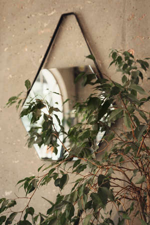 Home potted plant ficus benjamina and its reflection in the mirror on the gray wall Interior design abstract selective focus soft focus defocusedの写真素材