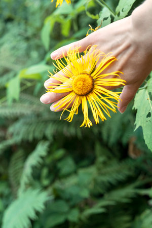 Yellow flower of elecampane officinalis in hand close up on natural green background Inula helenium, horse-heal or elfdock Botanical medicinal herbs , alternative medicineの写真素材