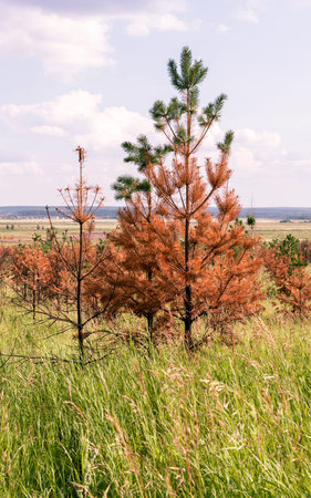 dried coniferous yellow needled pine tree burnt trunk slowly recovering after abnormal heat and...