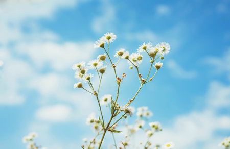 Small white flowers against a blue cloudy sky natural plant background abstract landscape Copy space, minimal selective focusの写真素材