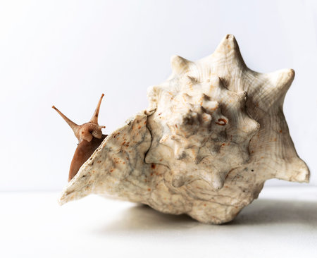 Large Achatina snail on giant empty shell of another on white background Tropical African land...