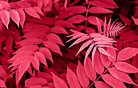 Plant background with red leaves of rowan twigs close-up toned viva magenta color of the year 2023 , copy space, beauty in nature, design wallpaper, selective focusの写真素材