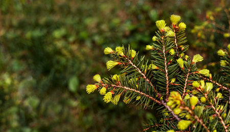 plant green background with branches of a coniferous tree with young spring bunches of needles close-up Spruce, larch or cedar copy space Botanical garden and landscapeの写真素材