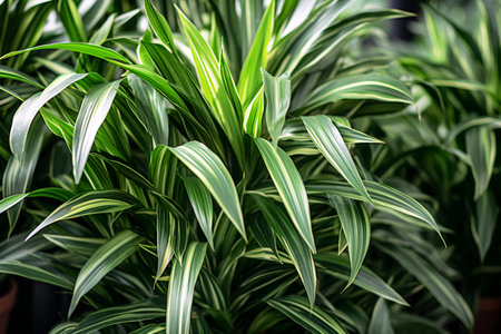 leaves of green plant dracaena fragrans closeup natural botanical background potted plants in greenhouseの素材