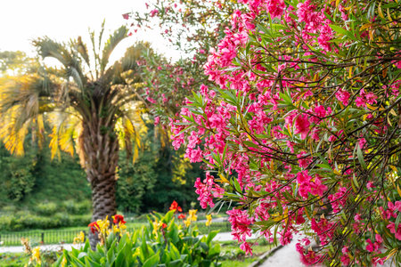 Bright pink red flowers on the branches of a common oleander at the Tropical Botanical Garden Spring...