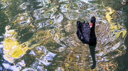 Beautiful graceful black swan floating on water of lake copy space Ornithology and birdwatching Animal in the wild bird Natural background Cygnus atratusの写真素材