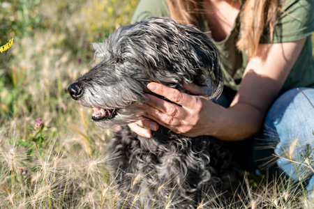 Woman stroking Mixed Breed Senior dog with Bedlington Terrier Whiipet walking on a meadow in summerの写真素材