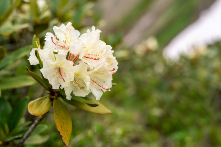 close-up view of white rhododendron in full bloom during springtime The lush green foliage background in spring flowering, natural composition copy spaceの写真素材