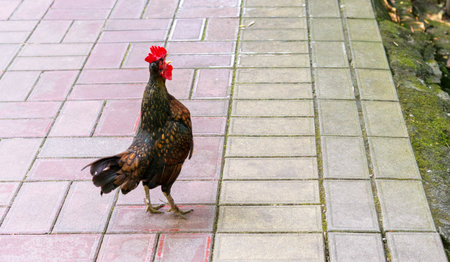 rooster walking along a street, showing its colorful feathers in natural light, natural scene of rural life and farm animalsの写真素材