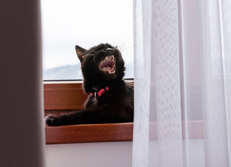 Black cat with open mouth in red collar sitting on wooden windowsill, mid-yawn or meowing, revealing sharp teeth. Soft natural light and sheer curtains create a cozy indoor settingの写真素材