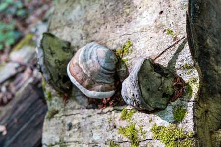 tree fungi growing on aged wood, surrounded by moss. A detailed fungal life in the forest, natural...