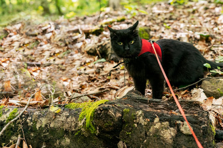 Curious black cat wearing red harness with leash exploring an autumn forest with fallen leaves Traveling with pets and walking cat Copy spaceの写真素材