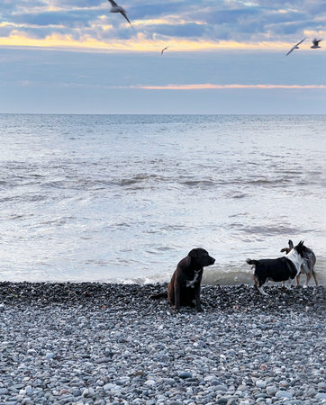 Scenic seaside landscape with calm sea, pebble beach, and three dogs interacting near the waters...