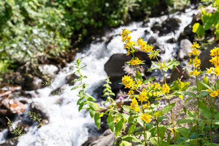 Botanical landscape with flowering plants Lysimachia vulgaris, yellow or garden loosestrife against the backdrop of small mountain river and waterfallの写真素材