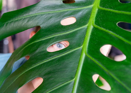 Close-up of blue eye peeking through a hole in a monstera leaf, creating a playful and curious scene, contrast between the vibrant green leaf and the eyeの写真素材